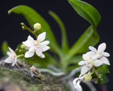 Load image into Gallery viewer, Bloomify Live Thrixspermum saruwatarii – Rare Miniature Orchid with Starry White Blooms and Delicate Cascading Sprays
