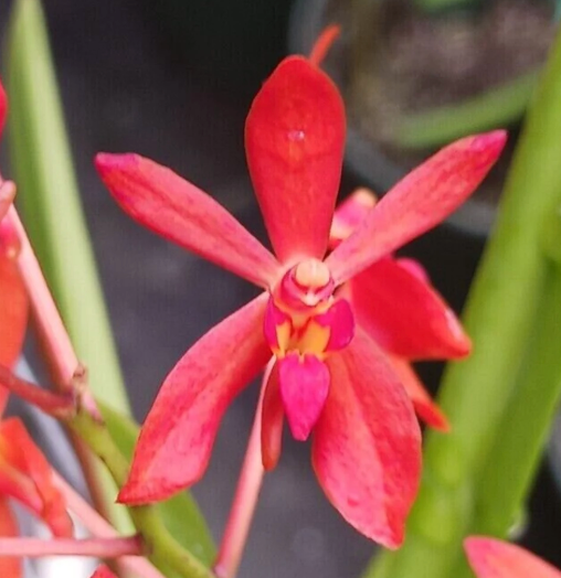 Bloomify Live Vanda falcata ‘Red Jewel’ – Rare Miniature Orchid with Brilliant Ruby-Red Blooms and Elegant Compact Form