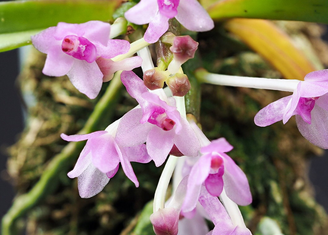 Bloomify Live Vanda NaNa – Miniature Vanda Orchid with Tiny Lavender Blooms, Rare, Compact & Easy to Grow