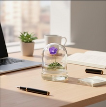 Load image into Gallery viewer, Bloomify Live Pinguicula cyclosecta (Violet-Rosette Mexican Butterwort) in Glass Dome – Zero-Care Carnivorous Plant Terrarium, Enchanting Miniature for Plant Enthusiasts

