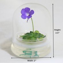 Load image into Gallery viewer, Bloomify Live Pinguicula cyclosecta (Violet-Rosette Mexican Butterwort) in Glass Dome – Zero-Care Carnivorous Plant Terrarium, Enchanting Miniature for Plant Enthusiasts
