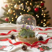 Load image into Gallery viewer, Bloomify Persian Violet lived in Terrarium Jar, real plants, a small oasis of greenery in the city, easy to grow and requiring minimal care, is a source of happiness in the home
