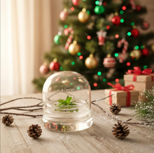 Load image into Gallery viewer, Bloomify Live Pinguicula esseriana (Mexican Butterwort) in Glass Terrarium – Maintenance-Free Carnivorous Plant, Unique Gift for Enthusiasts, Collectors &amp; Nature Lovers.
