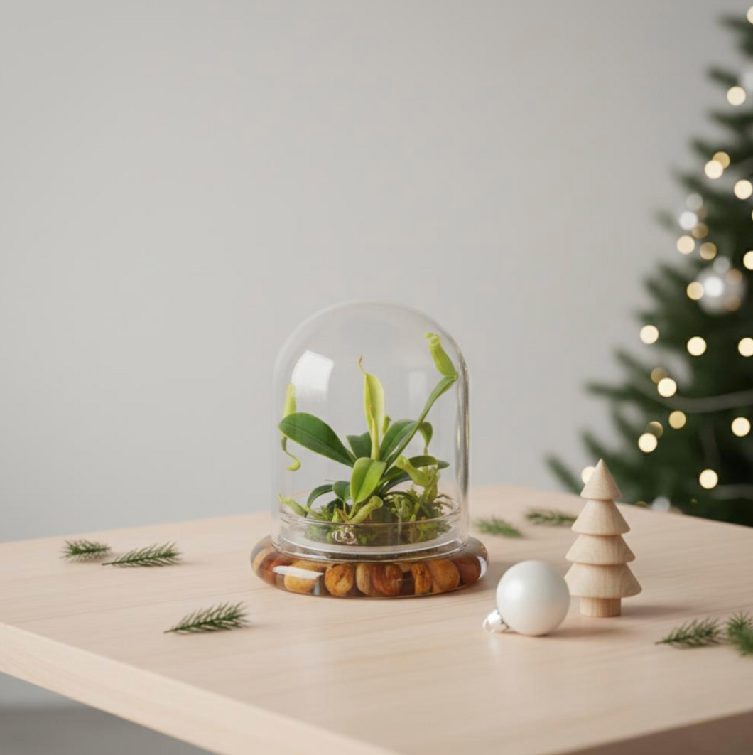 Live Pitcher Plant Terrarium, Nepenthes Tobaica with Moss, Must-have Home Décor