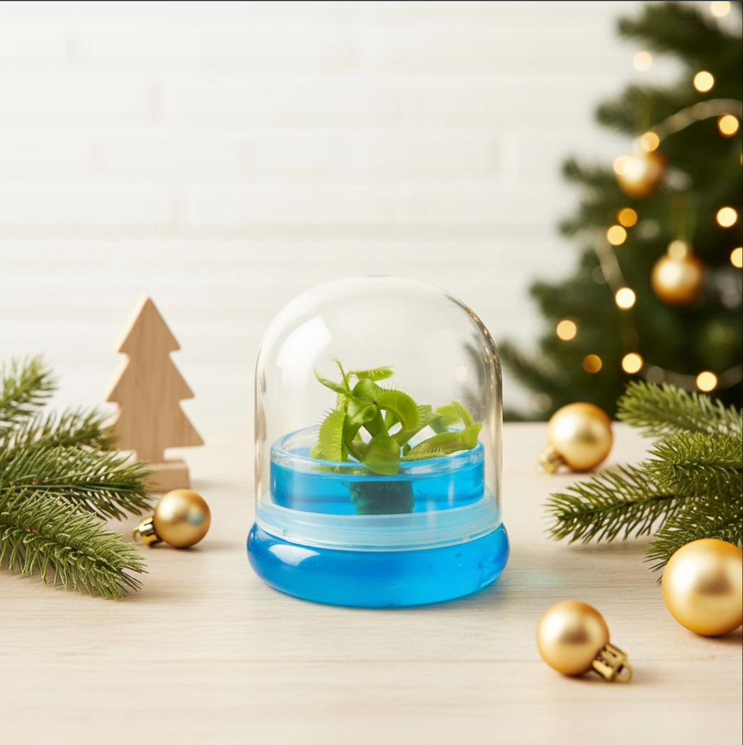 Venus Flytrap, Dionea Muscipula B52, Carnivorous Terrarium, Small Table Plant