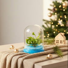 Load image into Gallery viewer, Venus Flytrap, Dionea Muscipula B52, Carnivorous Terrarium, Large Size Dome
