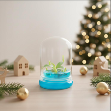 Load image into Gallery viewer, Miniature Pitcher Plant Terrarium, Nepenthes Tobaica, Hairy Pitfall Traps, Carnivorous Species
