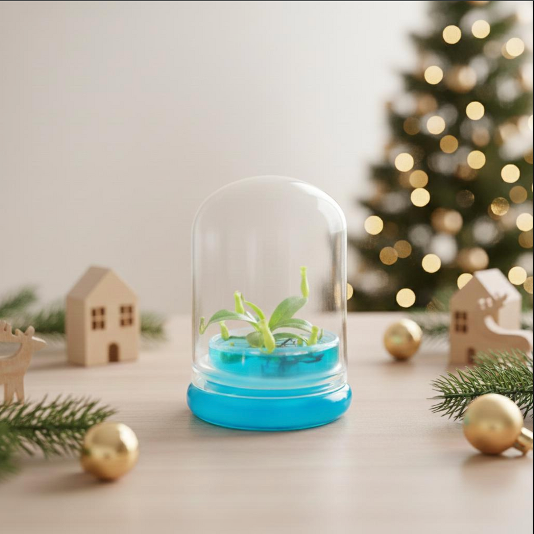 Miniature Pitcher Plant Terrarium, Nepenthes Tobaica, Hairy Pitfall Traps, Carnivorous Species