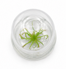 Load image into Gallery viewer, Live Drosera Capensis in glass terrarium – Maintenance-Free Carnivorous Plant, Unique Carnivorous Plant Terrarium Gift for Enthusiasts, Collectors, &amp; Nature Lovers
