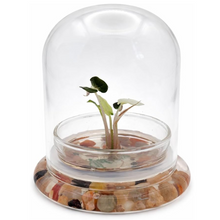 Load image into Gallery viewer, Alocasia Pink Bambino Variegated Terrarium, Rare Live Aroid Plant, Self-Growing, No-Watering, Zero-Maintenance Gift
