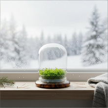 Load image into Gallery viewer, Self-Growing Moss Terrarium – Sundew Carnivorous Plants Live – No Maintenance Terrarium – Long-Lasting Plants Live - Ecosystem Terrarium

