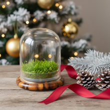 Load image into Gallery viewer, Self-Growing Moss Terrarium – Sundew Carnivorous Plants Live – No Maintenance Terrarium – Long-Lasting Plants Live - Ecosystem Terrarium
