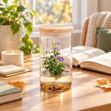 Load image into Gallery viewer, Tall Persian violet zero-care terrarium displayed in a bright autumn reading nook

