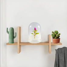 Load image into Gallery viewer, Bloomify Glass Middle Dome – 2.5 x 2.5 x 3.2 Inches – Premium Anti-Fog Glass Cloche with Base – Perfect for Home Décor, Tabletop Displays, Terrariums, and DIY Projects (No Plants) - Orchid Gene
