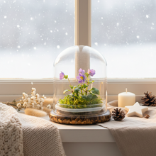 Load image into Gallery viewer, Persian Violet (Exacum Affine) with Sundew Moss, All Season Flowering, Dome Glass
