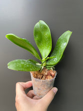 Load image into Gallery viewer, Flowering-size, Phalaenopsis Bellina with Flower Buds (30 DAYS Healthy Plant Guarantee)
