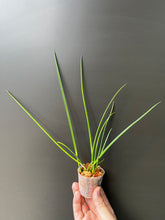 Load image into Gallery viewer, Flowering-size, Brassavola cucullata (30 DAYS Healthy Plant Guarantee)
