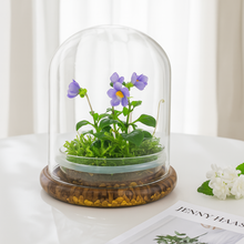 Load image into Gallery viewer, Persian Violet (Exacum Affine) with Sundew Moss, All Season Flowering, Dome Glass
