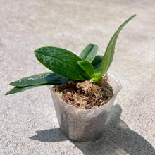 Load image into Gallery viewer, Phalaenopsis Liu's Berry 'Trinitiy', 3 lips Phal
