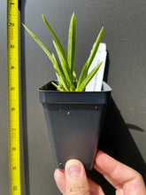 Load image into Gallery viewer, Fowering-size, Neofinetia falcata &#39;Shutenno&#39; (30 DAYS Healthy Plant Guarantee)
