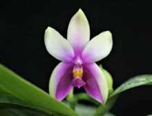 Load image into Gallery viewer, Flowering-size, Phalaenopsis Bellina with Flower Buds (30 DAYS Healthy Plant Guarantee)
