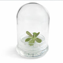 Load image into Gallery viewer, Bloomify Live Pinguicula “Fumiko” (Rosy-Lavender Mexican Butterwort Hybrid) in Glass Terrarium – Zero-Care Carnivorous Plant, Natural Gnat Control, Pet-Safe Mini Terrarium Gift for Dreamy Plant Lovers
