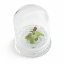 Load image into Gallery viewer, Bloomify Live Pinguicula “Fumiko” (Rosy-Lavender Mexican Butterwort Hybrid) in Glass Terrarium – Zero-Care Carnivorous Plant, Natural Gnat Control, Pet-Safe Mini Terrarium Gift for Dreamy Plant Lovers
