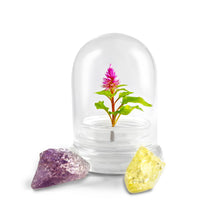 Load image into Gallery viewer, Bloomify Glass Middle Dome – 2.5 x 2.5 x 3.2 Inches – Premium Anti-Fog Glass Cloche with Base – Perfect for Home Décor, Tabletop Displays, Terrariums, and DIY Projects (No Plants)
