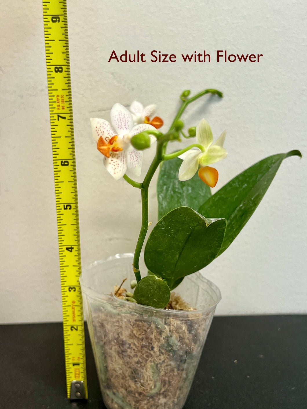 [BEST SELLER] Phalaenopsis Mini Mark 'Holm', Creamy White Flower with Purple Spots