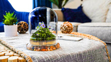 Load image into Gallery viewer, Persian violet, sundew moss, and coleus terrarium displayed in a living room
