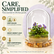 Load image into Gallery viewer, Care guide for a large Persian violet, sundew moss, and coleus terrarium showing sealed care, indirect light, and temperature guidance
