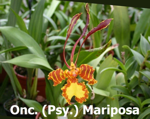 Flowering-size, Psychopsis mariposa, Butterfly Orchid (30 DAYS Healthy Plant Guarantee) - Orchid Gene