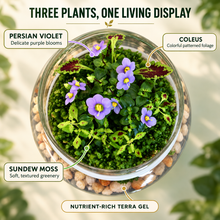 Load image into Gallery viewer, Top view identifying Persian violet, coleus, and sundew moss inside a mixed-plant terrarium
