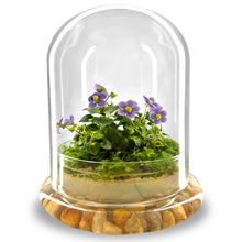 Load image into Gallery viewer, Persian violet, sundew moss, and coleus growing inside a large glass terrarium
