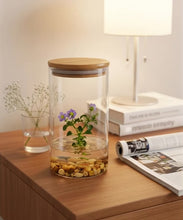 Load and play video in Gallery viewer, Persian Violet (Exacum Affine), Rare Violet Flower Terrarium, Anniversary Gift
