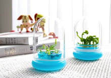 Load and play video in Gallery viewer, [Bundle] Venus Flytrap &amp; Pitcher Plant, Insect Nightmare Set, Dome Glass

