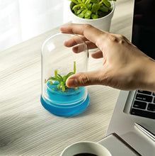 Load and play video in Gallery viewer, Miniature Pitcher Plant Terrarium, Nepenthes Tobaica, Hairy Pitfall Traps, Carnivorous Species

