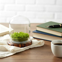 Load and play video in Gallery viewer, Self-Growing Moss Terrarium – Sundew Carnivorous Plants Live – No Maintenance Terrarium – Long-Lasting Plants Live - Ecosystem Terrarium
