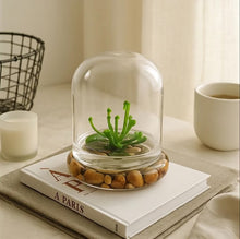 Load and play video in Gallery viewer, Bloomify Terrarium Cobra Lily–Carnivorous Live Pitcher Plant– Self-Growing – Zero Maintenance Terrarium Plants – Long-Lasting Carnivorous Plants Live - Ecosystem Terrarium – Darlingtonia Californica, Cobra Orchid.
