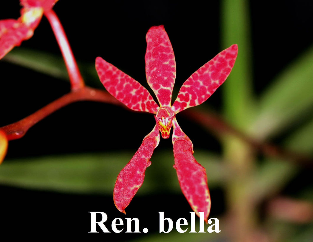 Flowering size - Renanthera Bella (30 DAYS Healthy Plant Guarantee)