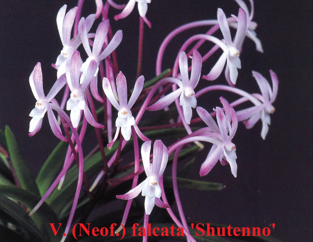 Fowering-size, Neofinetia falcata 'Shutenno' (30 DAYS Healthy Plant Guarantee)