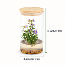 Load image into Gallery viewer, Tall Persian violet zero-care terrarium measuring 6 inches tall and 3.5 inches wide
