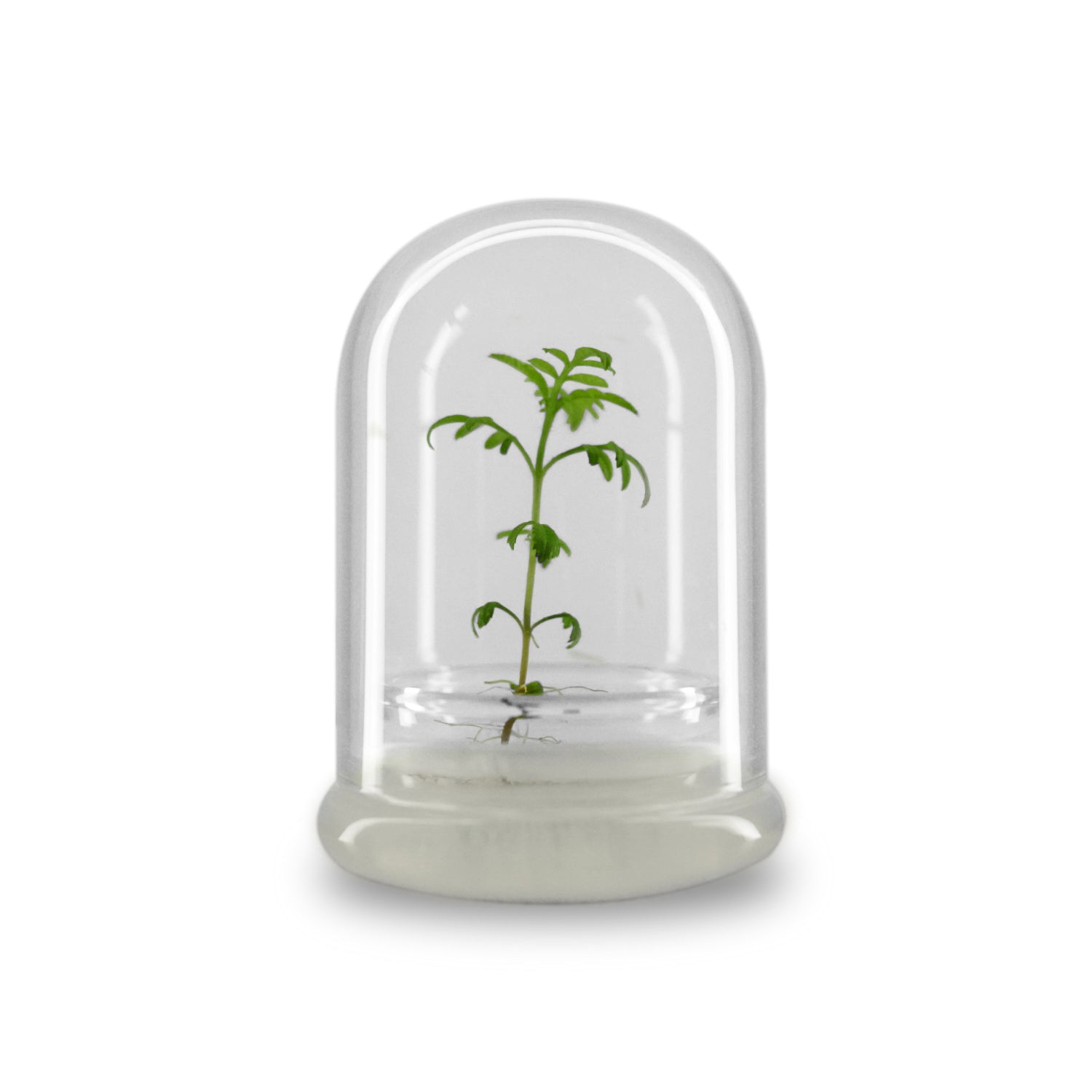 plant terrarium gift Nutritious terra gel terrarium, Seed Germination Helper, Zero maintenance,  Interactive glass terrarium, Gift with educational value for children