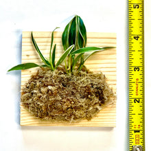 Load image into Gallery viewer, Dendrobium affine moniliforme
