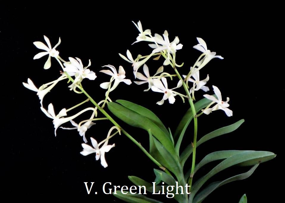 Flowering-size, Chrisnetia Green Light (Christensonia vietnamica x Neof. falcata)