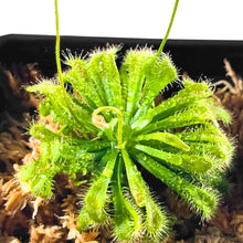 Load image into Gallery viewer, Live Spoon-leaved Sundew Plant. 2” Diameter, Drosera Spatulata, Carnivorous Plant

