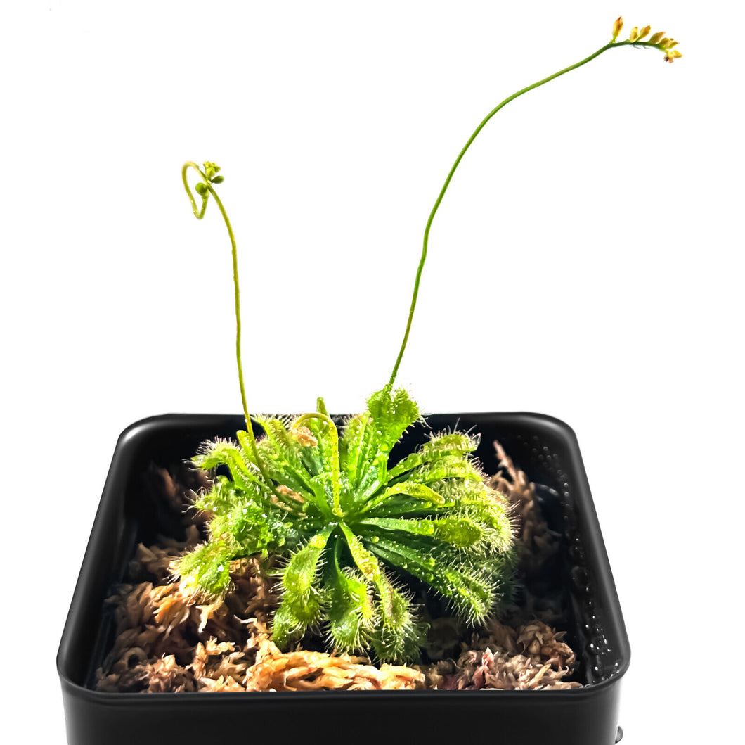 Live Spoon-leaved Sundew Plant. 2” Diameter, Drosera Spatulata, Carnivorous Plant
