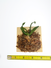 Load image into Gallery viewer, Mounted orchid: Aerangis biloba x sib
