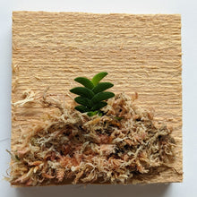 Load image into Gallery viewer, Angraecum Distichum (The 2-Rowed Angraecum), 2-dimensional Braided Leaf
