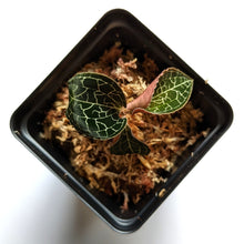 Load image into Gallery viewer, Anoectochilus Formosanus, Formosa Anoectochilus, Taiwan Jewel Orchid
